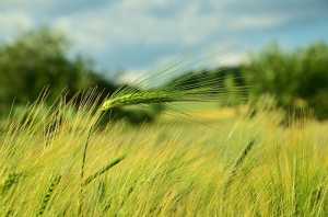 Ярі зернові: щоб поле колосилося