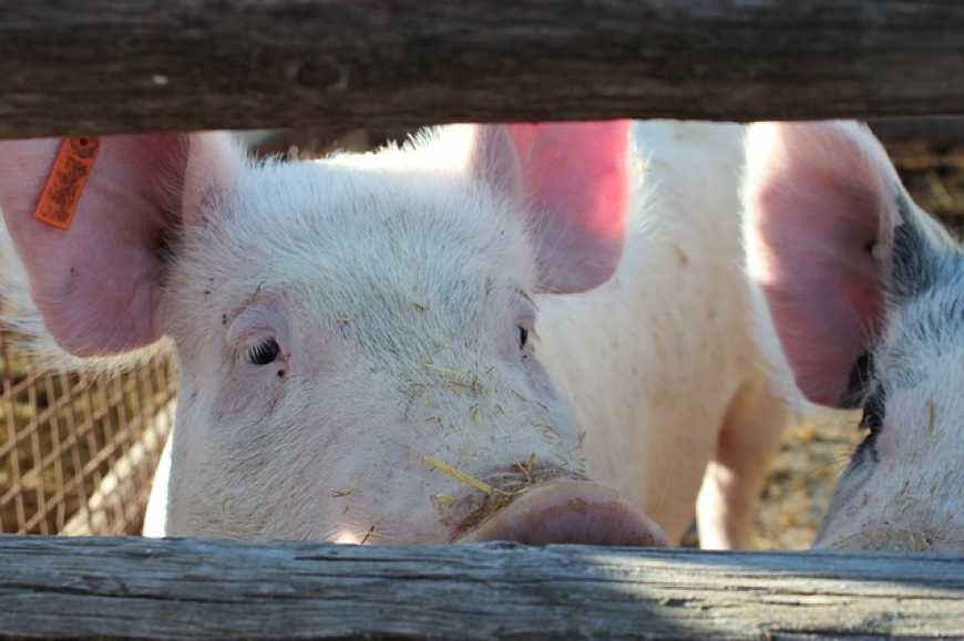 Ринок живця: Експерт розповіла, що буде з ціною на м&#039;ясо свинини восени