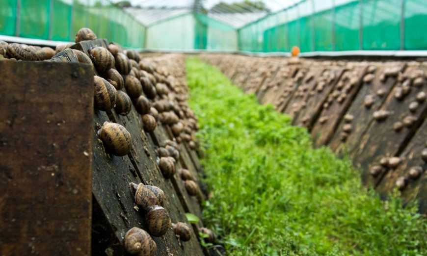 В Україні працюють близько 200 равликових ферм