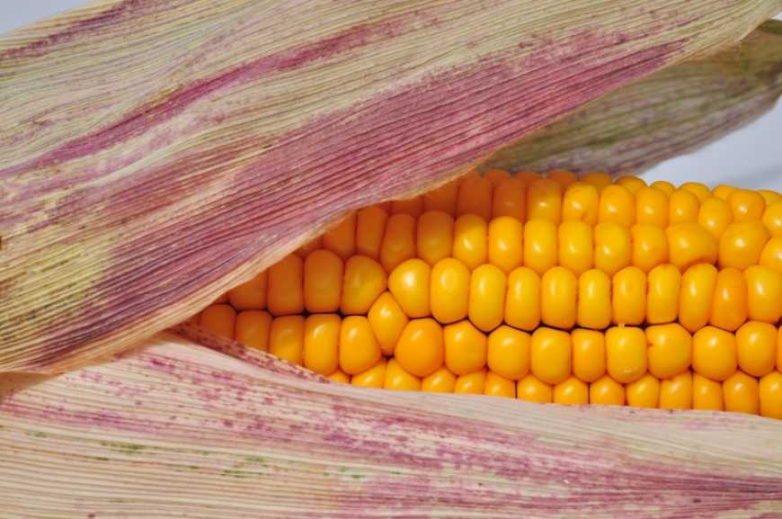 Стабільність виробництва зерна кукурудзи