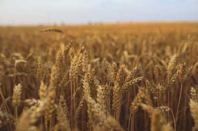 Жнива-2020: Сумщина посідає перше місце за рівнем урожайності пшениці серед регіонів України