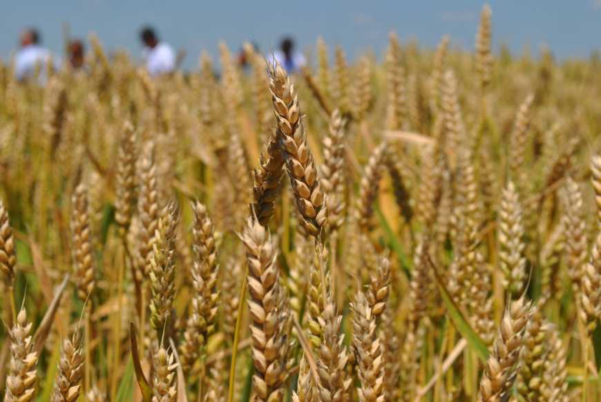 USDA прогнозує зниження врожаю пшениці в Україні
