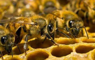 Щоб бджола більше меду носила: як на Буковині роблять протеїнові добавки для комах