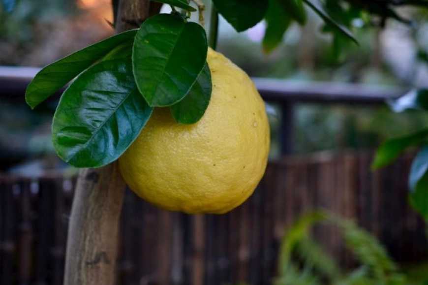 Лісгосп на Волині вирощує у теплицях лимони