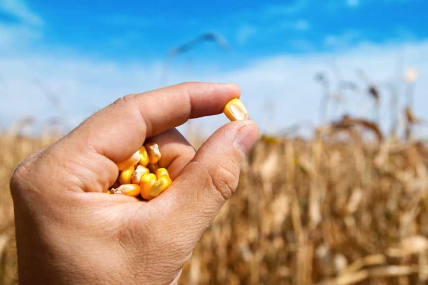 Зерно кукурудзи — цінна складова кормосумішок і силосу