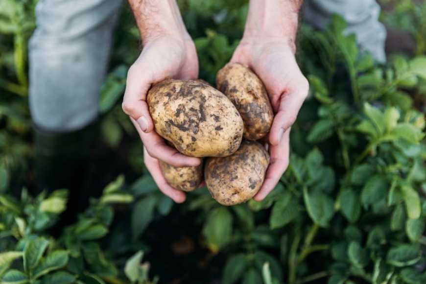 Експерти прогнозують зростання споживання картоплі у світі