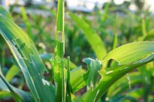 Загроза для кукурудзи на ранньому етапі органогенезу