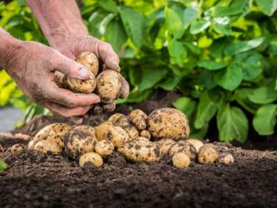 Уряд затвердив державну концепцію розвитку картоплярства до 2025 року
