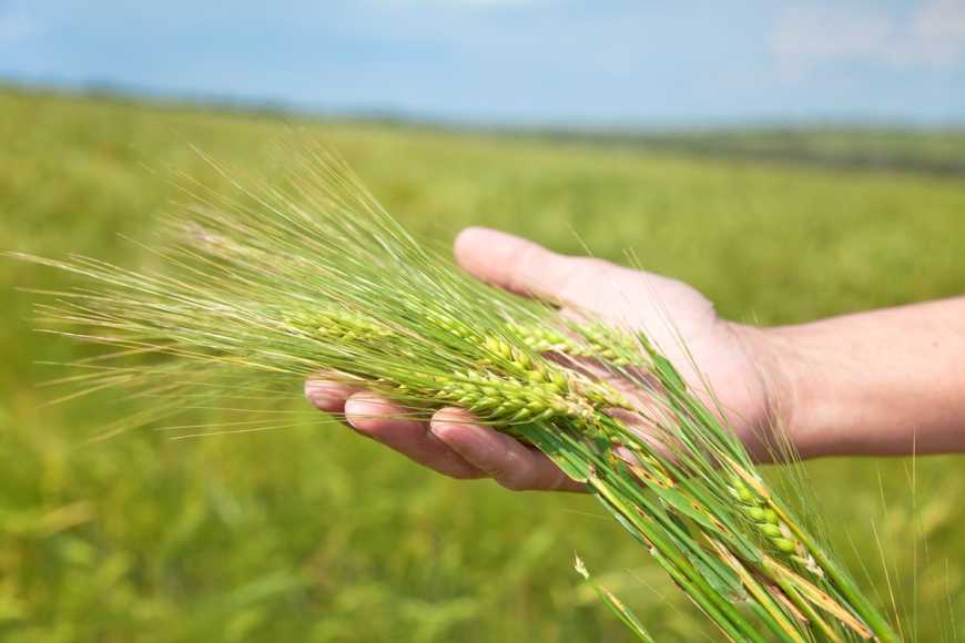 На Півдні України науковці моніторять посіви зернових для коригування технологій їх вирощування