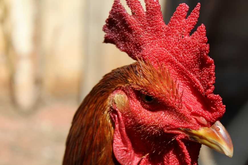 Білорусь заборонила імпорт курятини з України