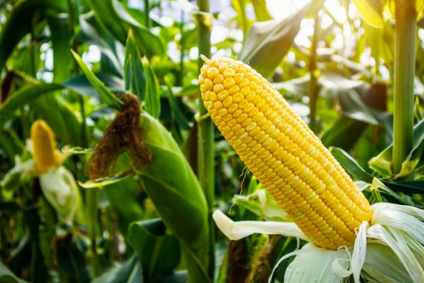 Ефективна формула обробки посівного матеріалу кукурудзи