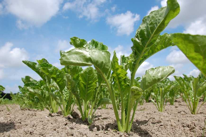 Посівна-2019: аграрії України засіяли 90% площі цукровими буряками