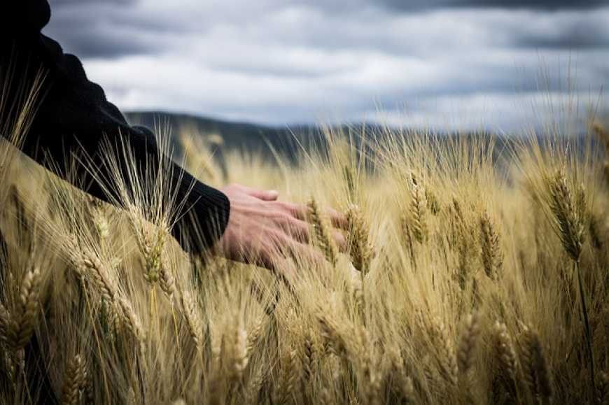 МЕРТ зменшив прогноз виробництва зерна в Україні на 2,1 млн тонн
