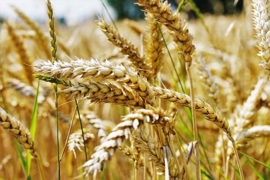 Вітчизняний та закордонний досвід захисту посівів озимої пшениці