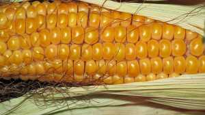 Чинники врожайності кукурудзи