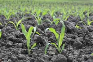 «Холодне» пророщування насіння кукурудзи