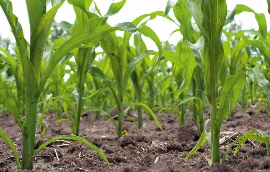 Ефективний та доступний гербіцидний захист посівів кукурудзи