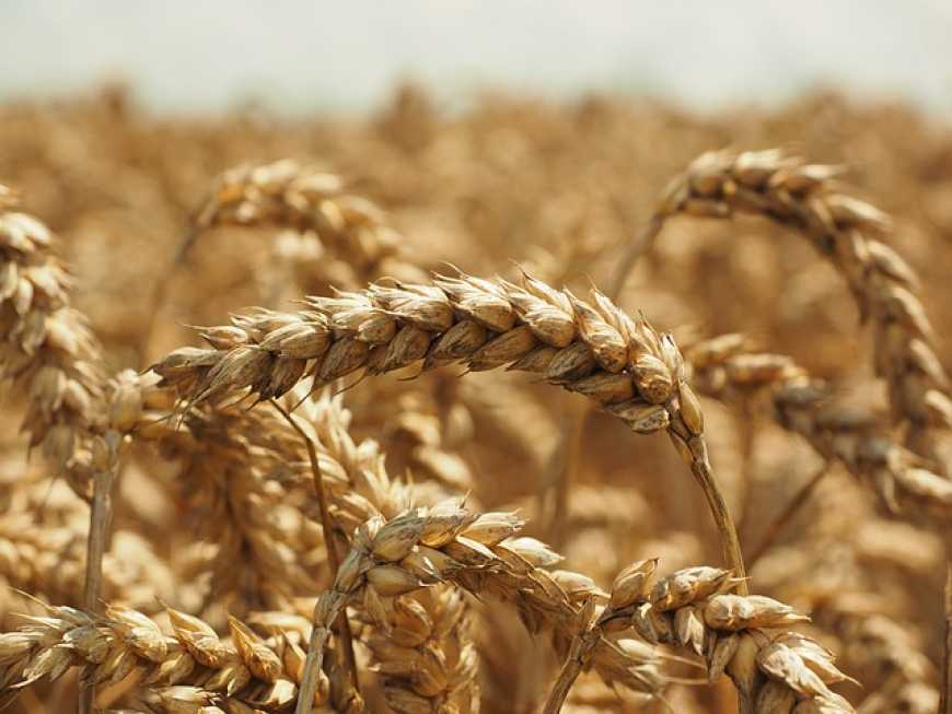 Експерти прогнозують цьогоріч абсолютний рекорд по збору пшениці