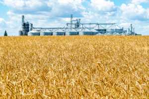 Агроперспективи зернової індустрії