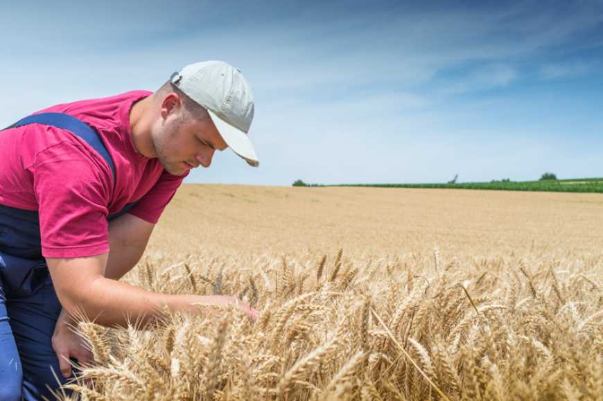 Чому з виробництвом зерна озимої м’якої пшениці в Україні не все гаразд