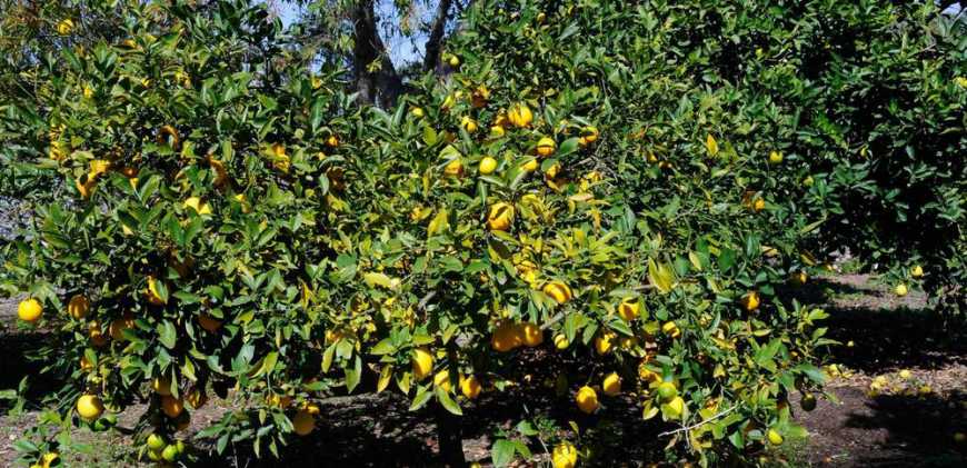 В Україні починають вирощувати китайські лимони