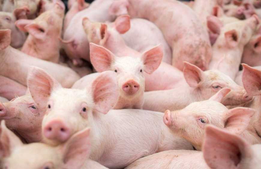 Наприкінці листопада ростимуть ціни на живець свиней, – прогноз