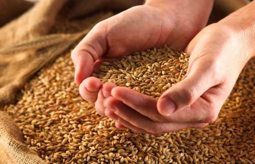 Жнива-2018: вже зібрано понад 65 млн тонн зерна
