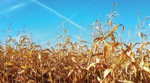 Вирощування кукурудзи на силос