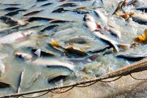 Глобальна індустрія рибництва та вітчизняні перспективи