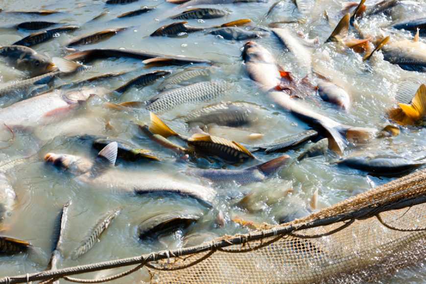 Глобальна індустрія рибництва та вітчизняні перспективи