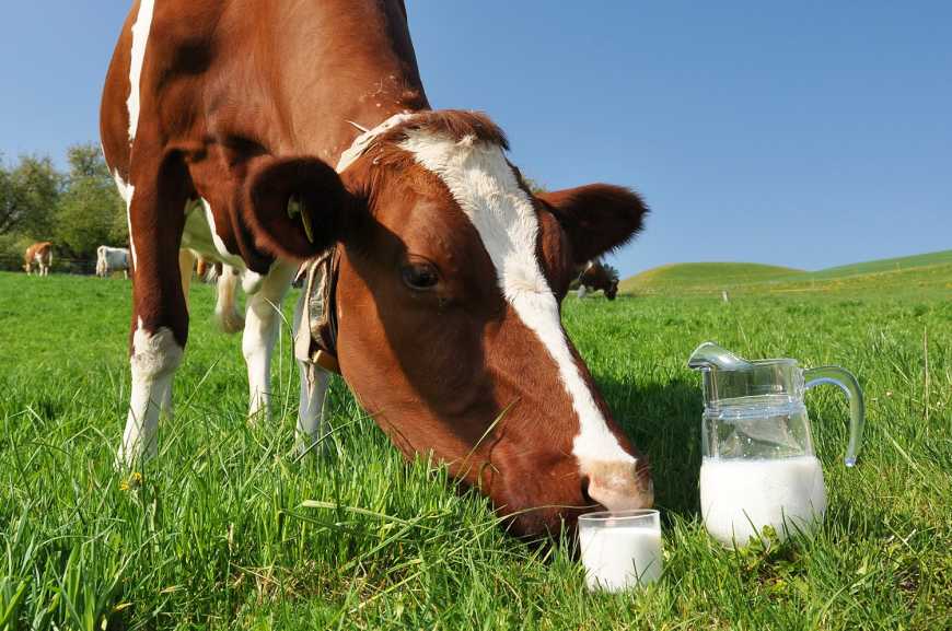 Домогосподарства України скоротили виробництво молока майже на 5%