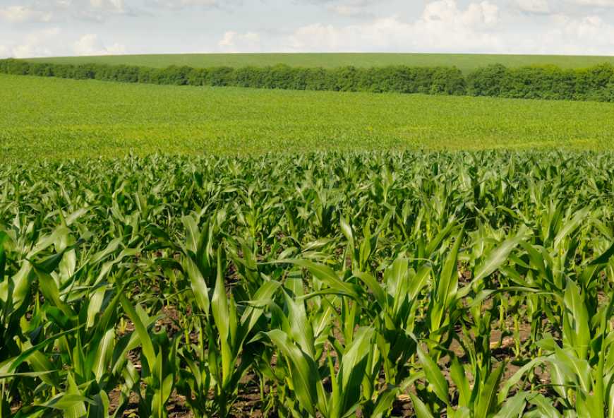 Шкідники на посівах кукурудзи і боротьба з ними