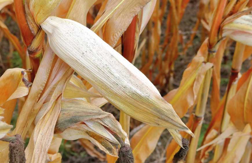 Сезон-2019: Чи варто турбуватися з приводу помірної врожайності кукурудзи?
