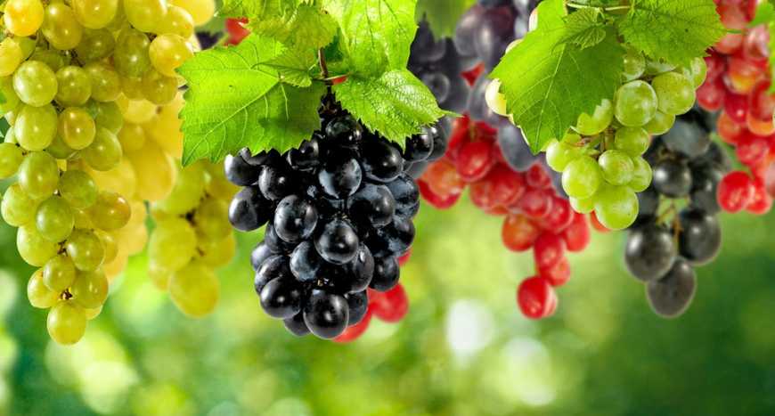В Україні цьогоріч вродило більше винограду, однак постраждала якість