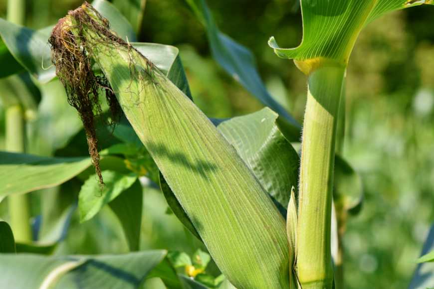 Інноваційне вирощування сучасних гібридів кукурудзи на зрошуванні: строки сівби