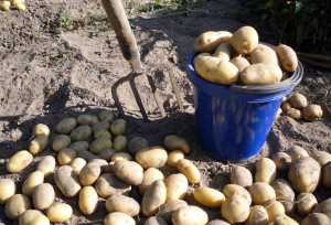Вирощування картоплі в руках аматорів