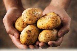 Як вирощувати високі врожаї якісної картоплі