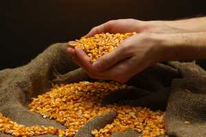 Запасаємося насінням кукурудзи