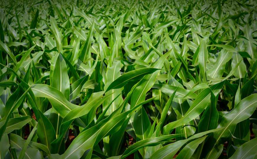 Надійне рішення проти шкідників кукурудзи