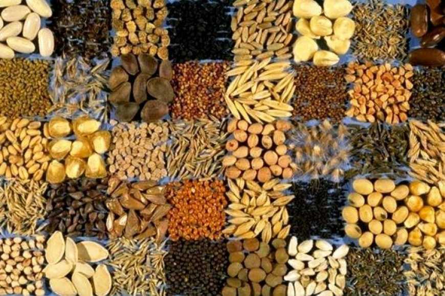 Україна планує збільшити експорт насіння до Євросоюзу