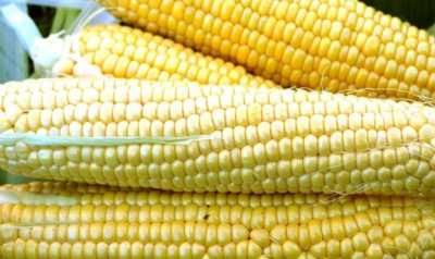 В Україні врожайність кукурудзи найвища у малих фермерських господарствах