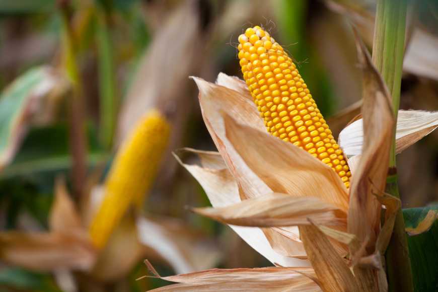 Україна експортувала більше 21,5 млн тонн кукурудзи