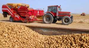 Підготовка ґрунту, висаджування та мінеральне живлення картоплі