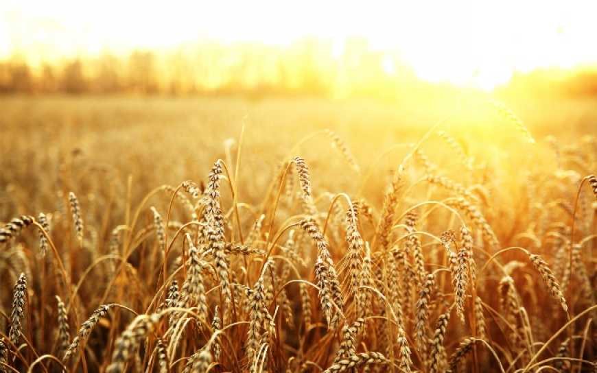 USDA знизив прогноз світового виробництва пшениці