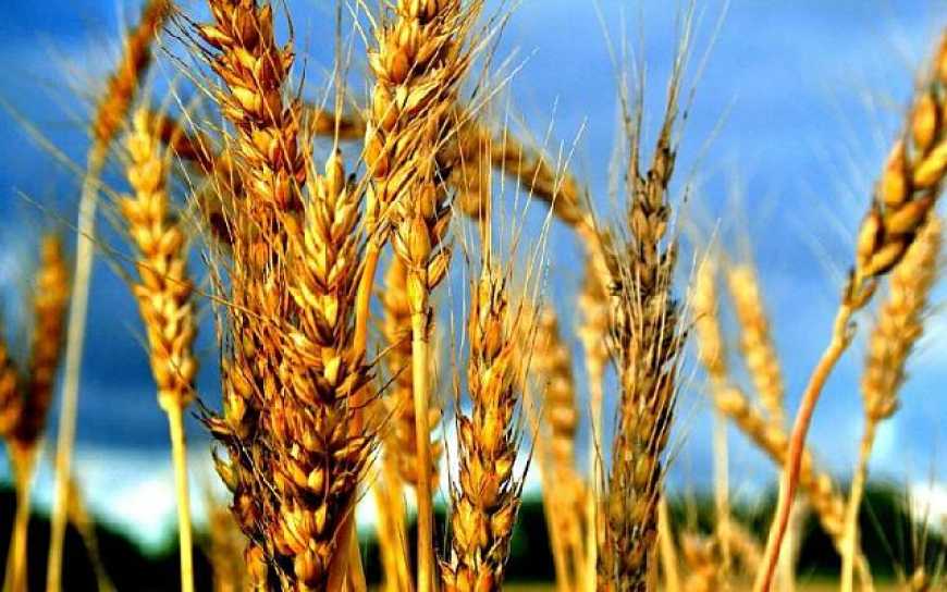 Ціни на пшеницю в світі ростуть