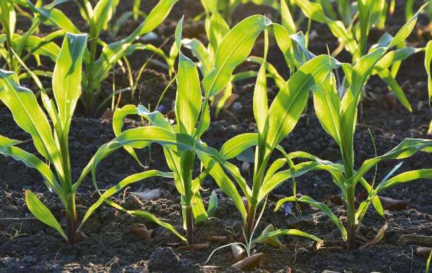 Важливі аспекти підвищення прибутковості вирощування кукурудзи