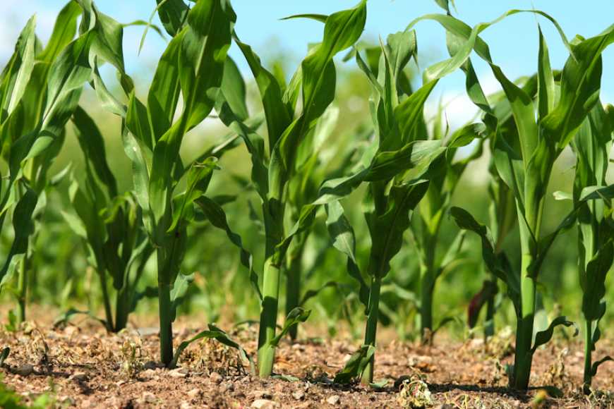Науковці розповіли про оптимальні строки сівби для гібридів кукурудзи різних груп стиглості