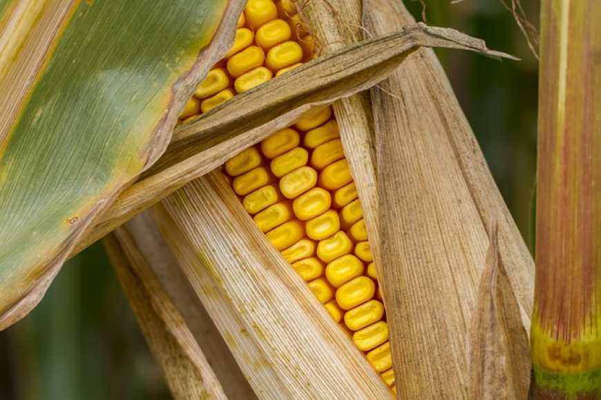 Україна може посунути США з топу виробників кукурудзи