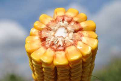 Кукурудза – насіннєвий фаворит у експорті