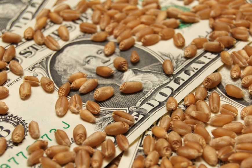 Закупівельні ціни на пшеницю за рік зросли на 3-7%